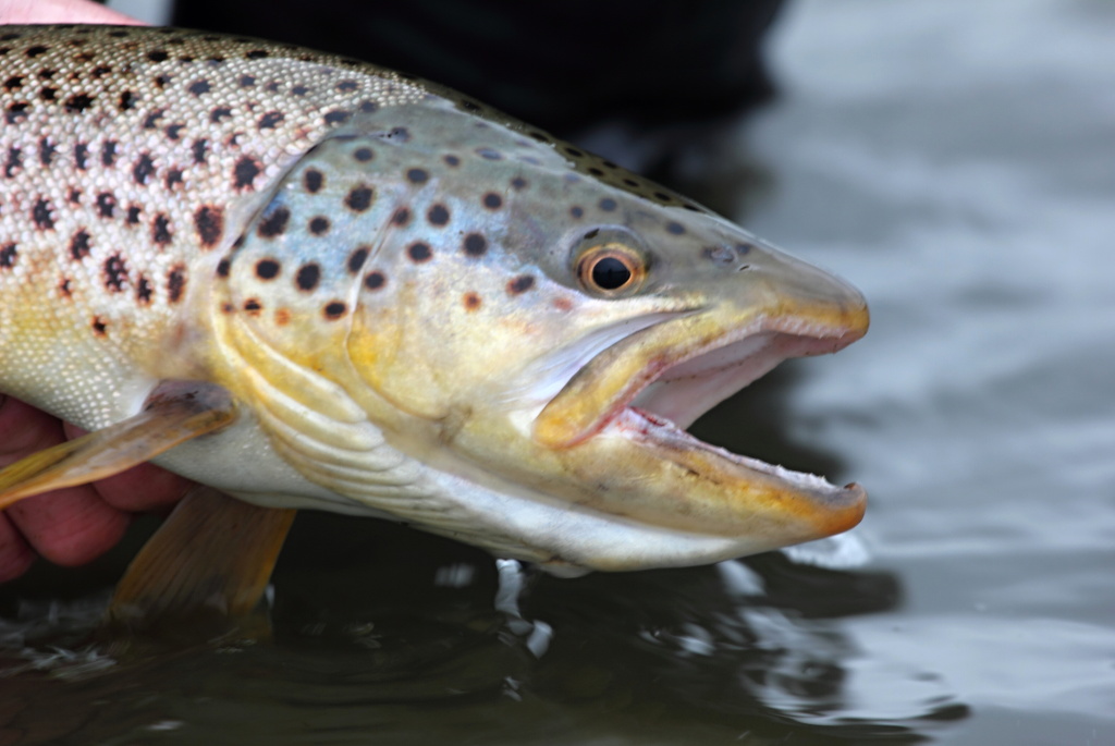 The head of a nice sea trout