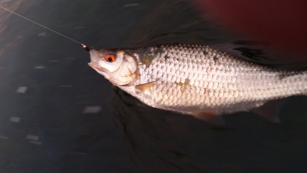 Scardinius erythrophthalmus from V�h