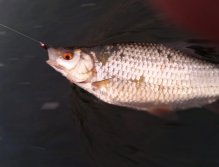 Scardinius erythrophthalmus from Váh