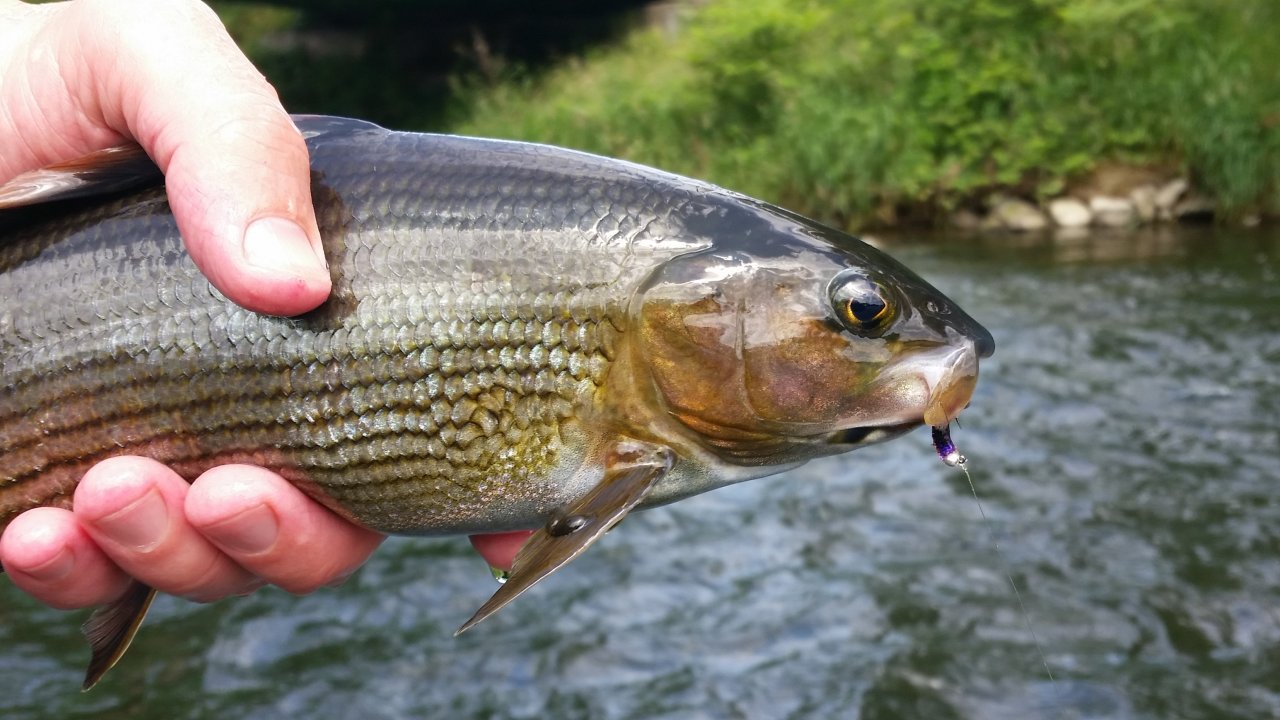 V�h in Ru�omberok