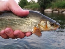 Vimba vimba from Váh