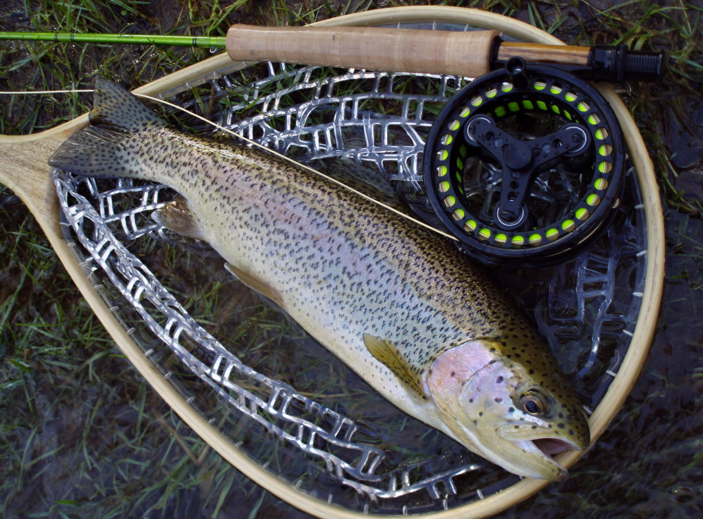 Lovely colored native rainbow in great condition