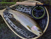 Lovely colored native rainbow in great condition