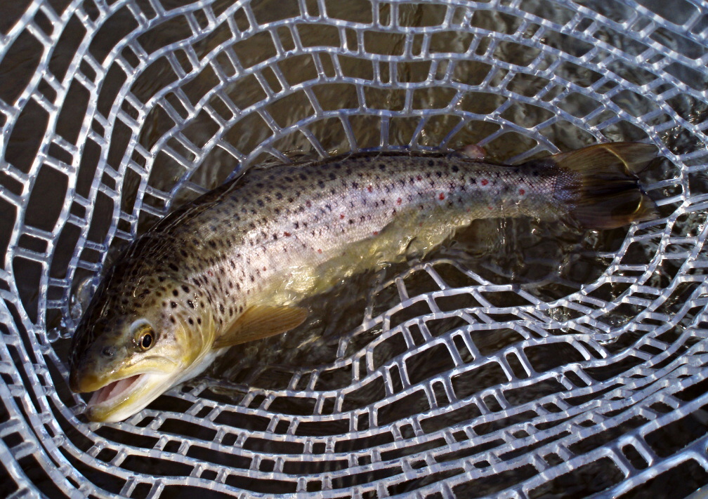 Brownie in the net... Catch & Release silicone net is very gentle to the fish!