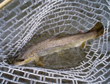 First catch of the day!