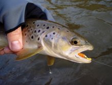 Another nice brownie caught on "Orange Squirmy" pattern