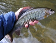 Beautiful grayling couldn't resist... Caught on "Hot Pink Worm"