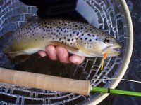 Squirmy Worms In Action