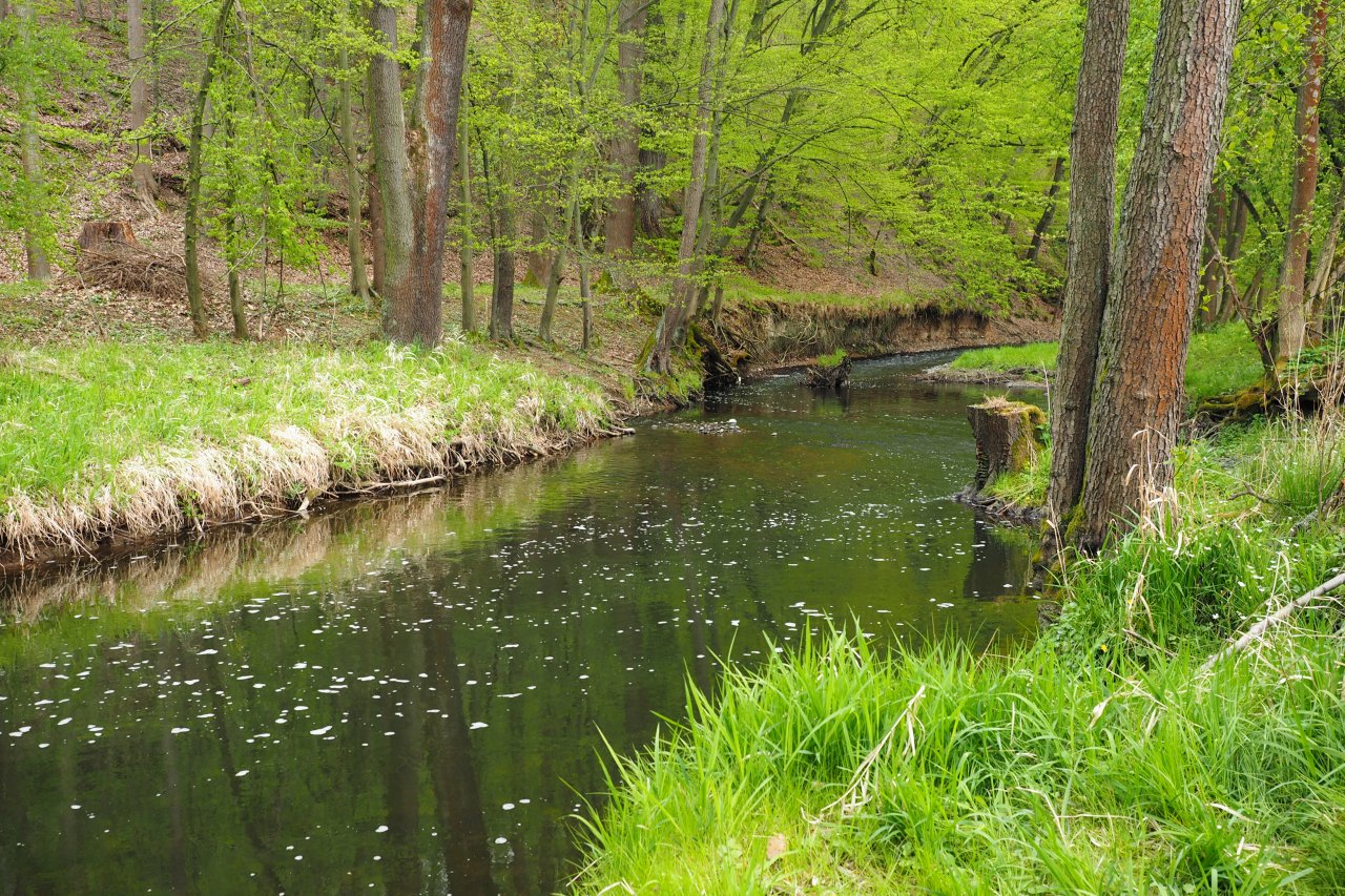 Koc�ba near Brat��nov