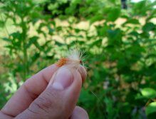 Sedge Ultimate - Cinnamon Victory!