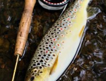 Wow, spotted surprise! Trout loves Goddards and similarly patterns