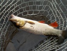 Gold armor, orange fins and big dark tail... Another nice chub took dry caddis
