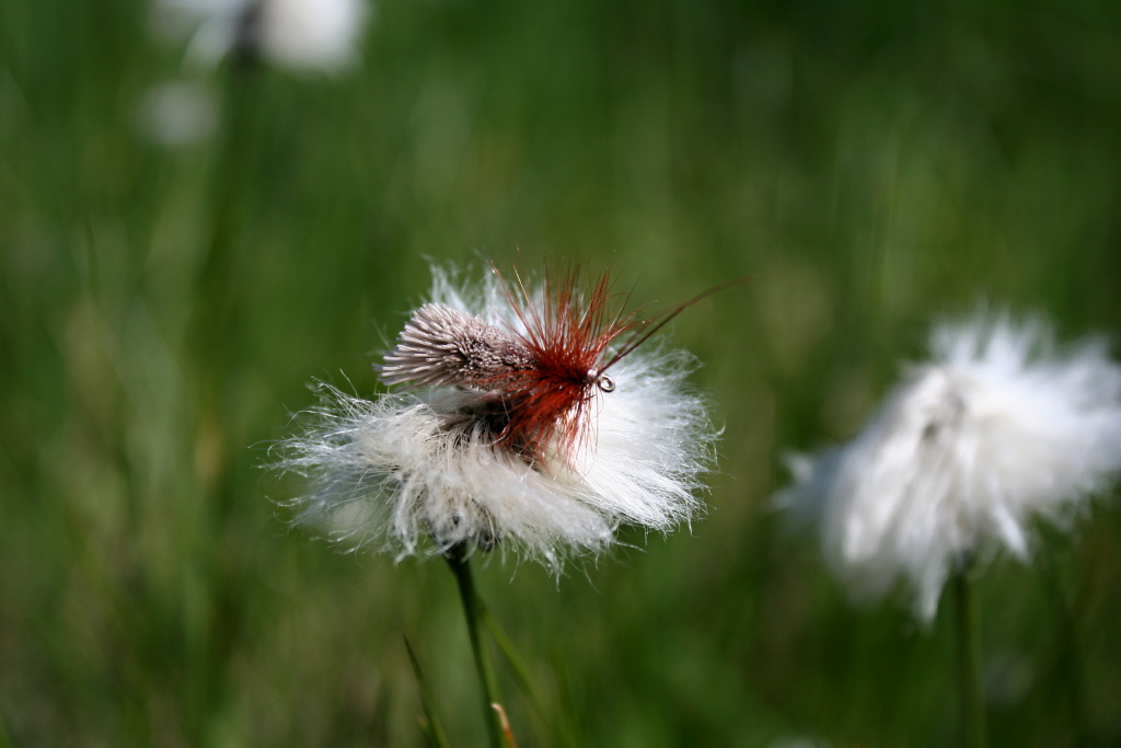 Goddard Sedge - Time tested classics and my absolutely favorite!!!