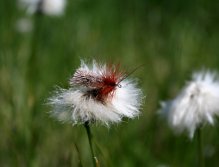 Goddard Sedge - Time tested classics and my absolutely favorite!!!