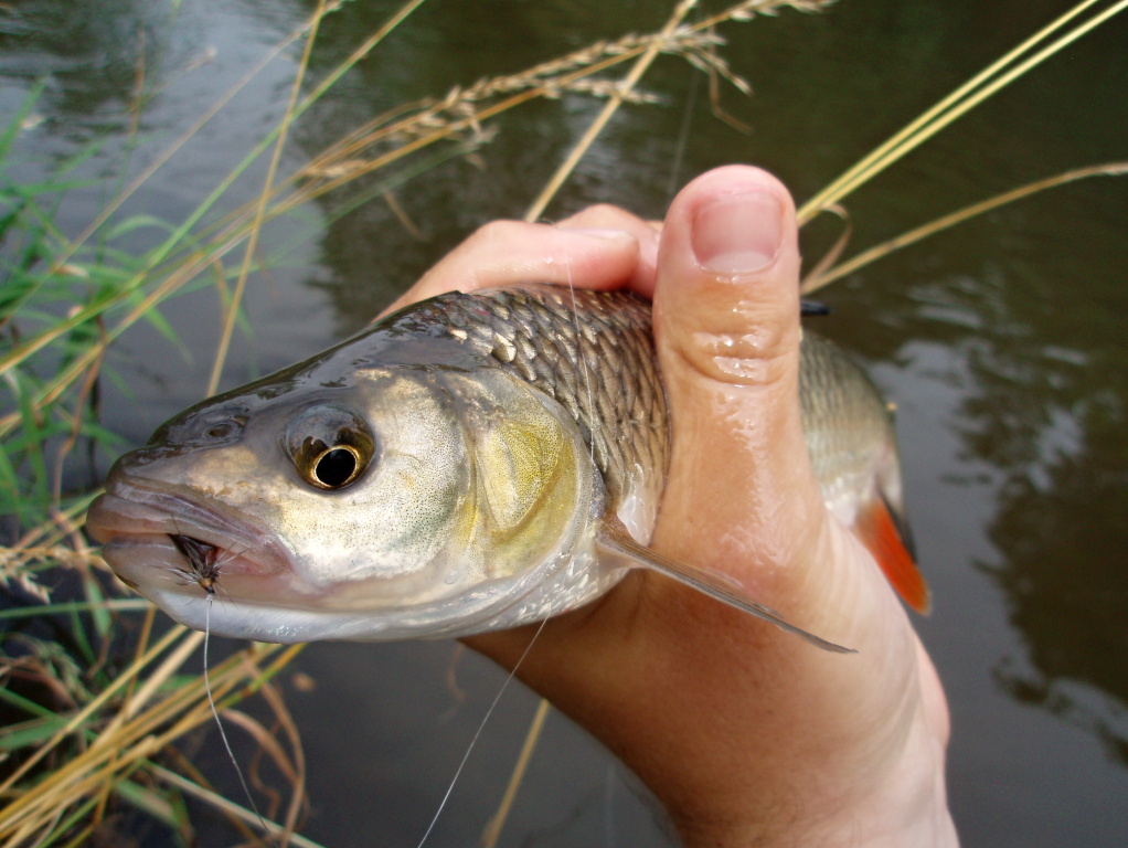 This choice was right - Championship Caddis works great