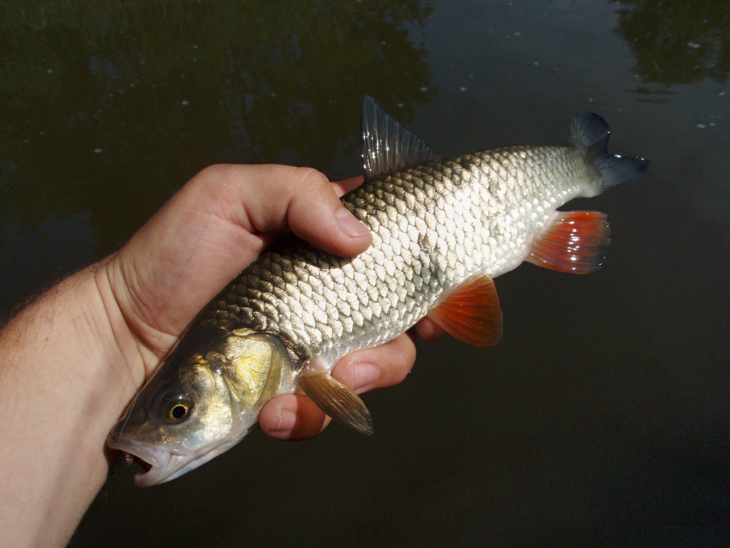 Another one - Chub is a nicely colored and very grateful fish