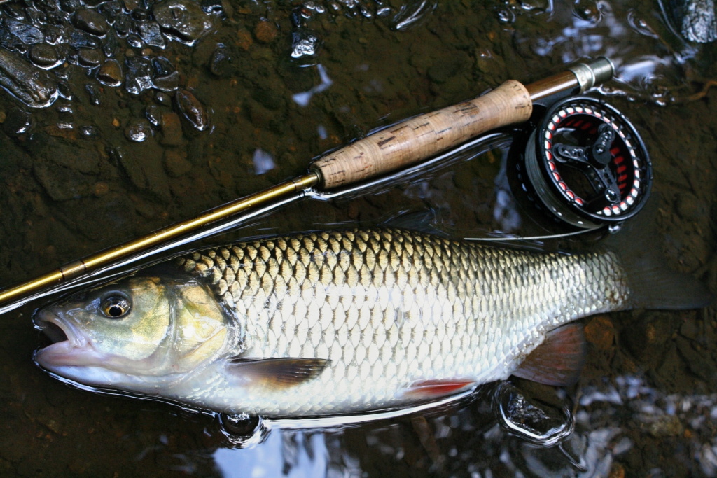 Really nice chub just couldn't resist. A good sign, the size of the fish grows!
