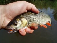 Gallery: Caddis Summer - Chub Madness