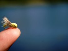 Balloon Caddis Olive - Highly visible and great pattern for hungry trout and chub.