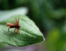 Walkers Sedge - Really nice small cinnamon sedge pattern. If you need, use a dry fly oil for better floating ability!