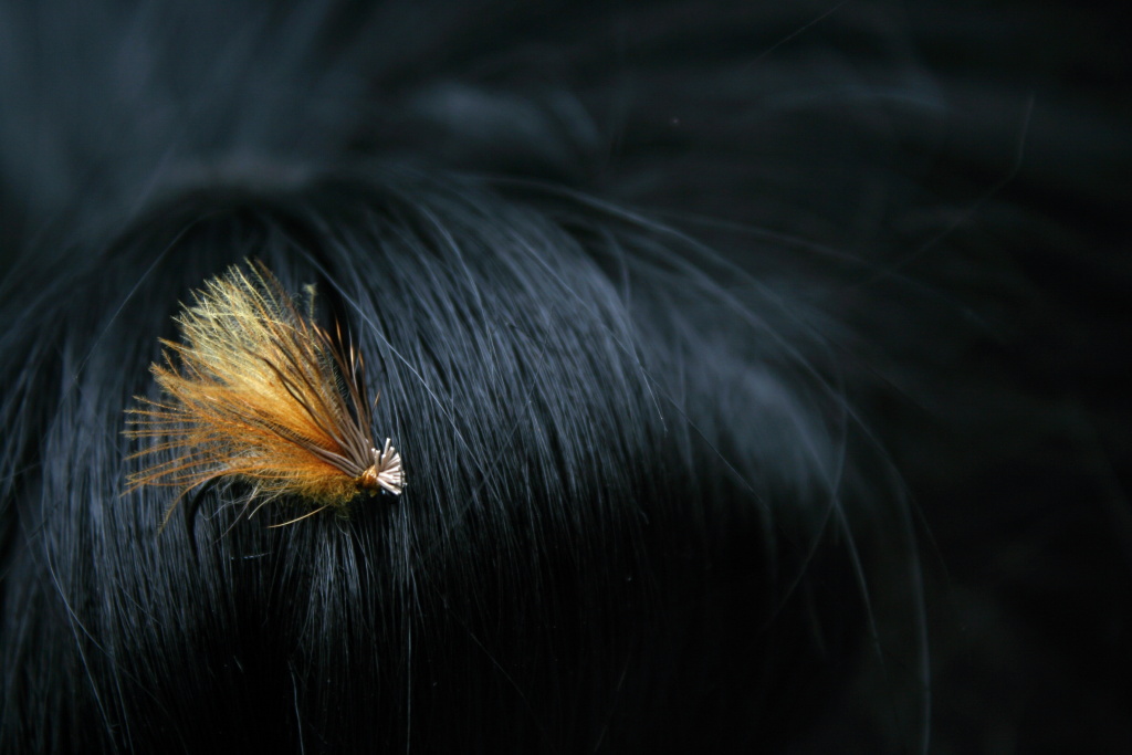 Cinnamon Championship Caddis - Simple, light and very effective. But silence now, it is time for a favorite idyll in the black girl's hair.
