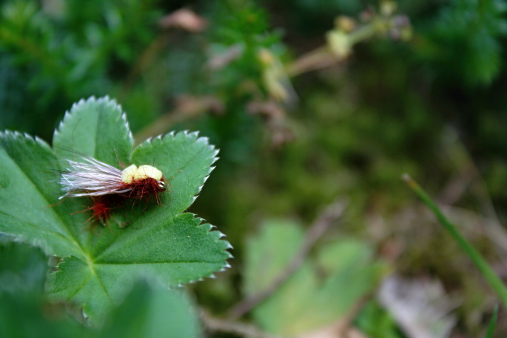Balloon Caddis Orange - Orange brother of the previous Balloon Caddis pattern. No less successful!