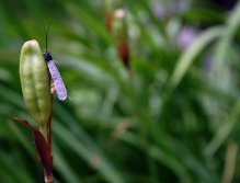Taff's Black Caddis - Beautiful modern dry fly pattern with great silhoutte for an aggressive trout gourmands!