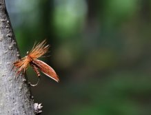 Cinnamon Sedge - Traditional trout classics! In all its glory on a tree branch lit by the sun's rays.