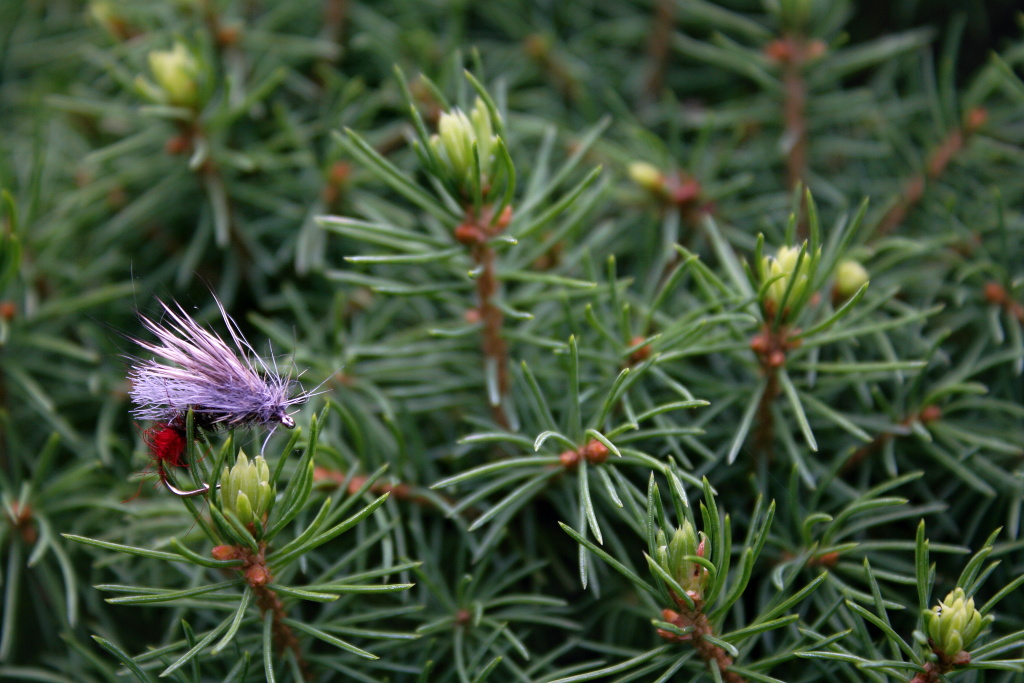 Sedgehammer Red Tag - Caddis emerger pattern great for brown, brook and rainbow trout.