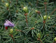 Sedgehammer Red Tag - Caddis emerger pattern great for brown, brook and rainbow trout.