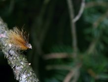 Cinnamon Championship Caddis Vol. II - This time on a spruce branch. It's time to use it while fishing!
