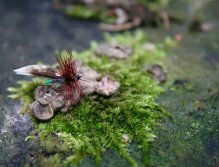 Grannom Sedge - Adorable small classics with an eye-up. My favorite traditionally tied sedge pattern with big potential!