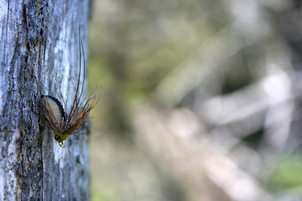 Struggling Sedge Pupa - Juicy fatty fly! No fish can not resist!!!
