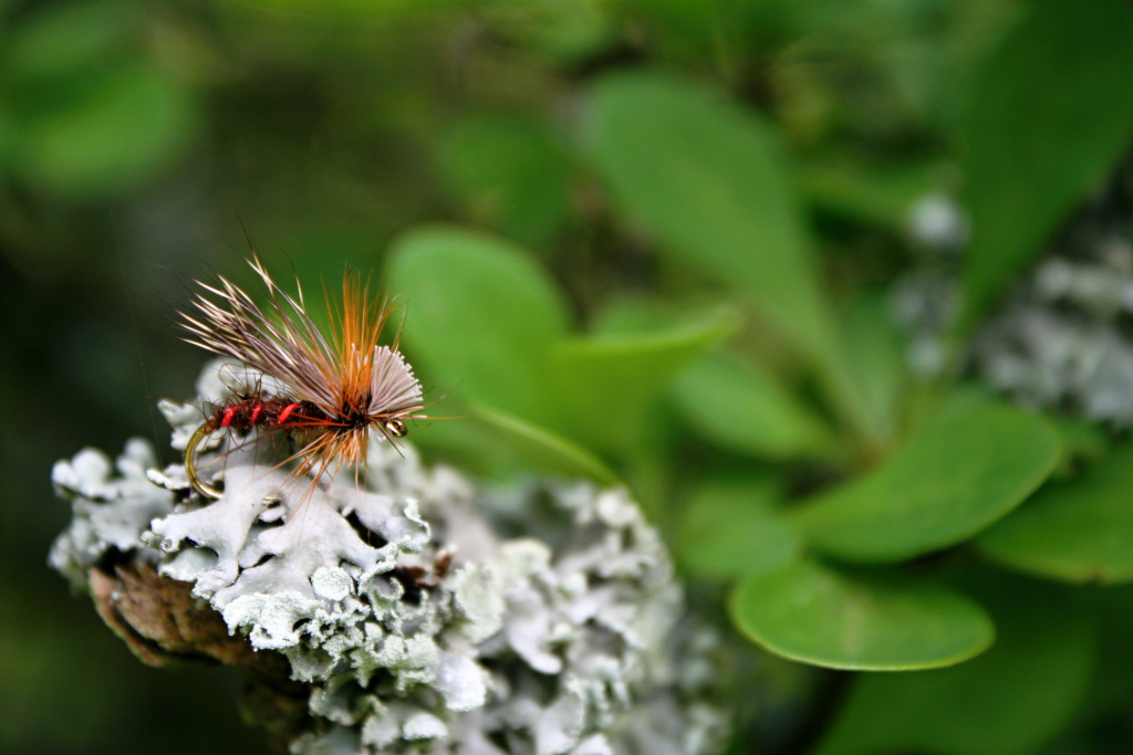 Fiery Drop Sedge - Originally and modern conceived dry fly by George Barron. River and lake pattern for choosy trout!