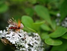 Fiery Drop Sedge - Originally and modern conceived dry fly by George Barron. River and lake pattern for choosy trout!