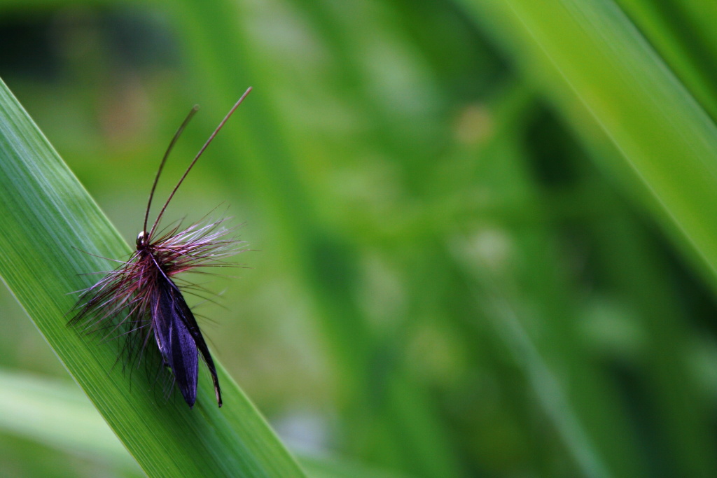 Murrough - Beautiful close imitation of dark brown caddis. Best choice for overgrown places on the river.