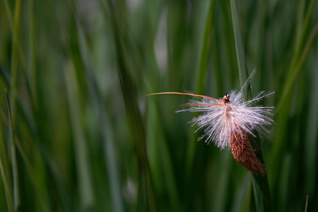 Ultimate Caddis - Cinnamon colored Goddard Sedge with CDC hackles. Very modern and very effective unsinkable dry fly!