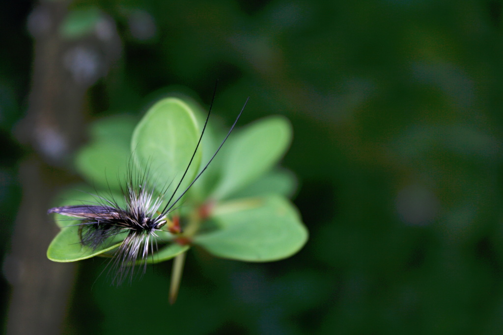 Sedge Saville Super Silver - Another dry fly with a great silhouette and details! An irresistible bite for trout gourmets.