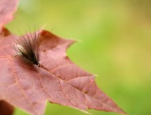 CJ CDC Caddis - Nice dry fly pattern combines classic and modern tying materials.