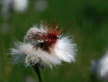 Goddard Sedge - As I wrote: My absolutely favorite... Total killer in all sizes worldwide!