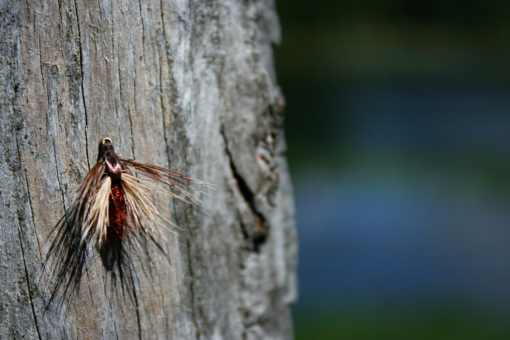 Skating Caddis - Very good fly for water cruising technique in the summer evenings.