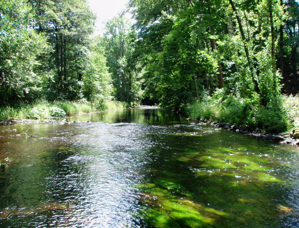 Scene - Great place for fishing with dry caddis flies.
