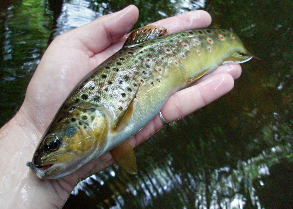 Beauties of Czech Brownie = Game of colors!