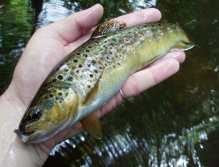 Beauties of Czech Brownie = Game of colors!