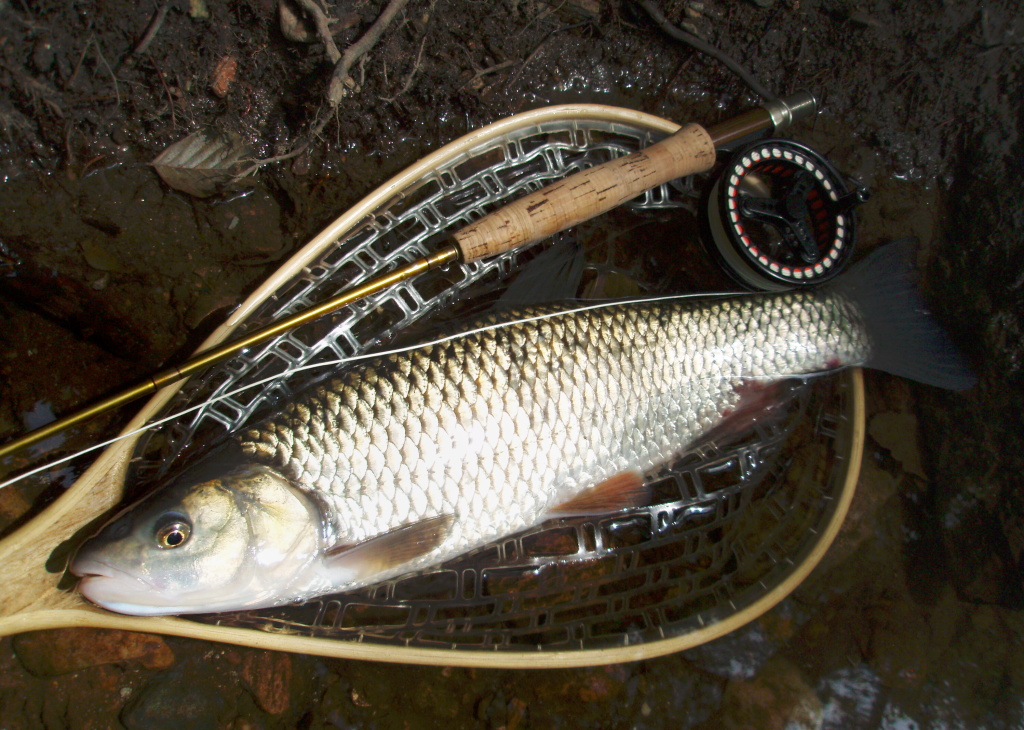 Right choice! But not for trout this time... Huge chub over 50 cm from deep pool.