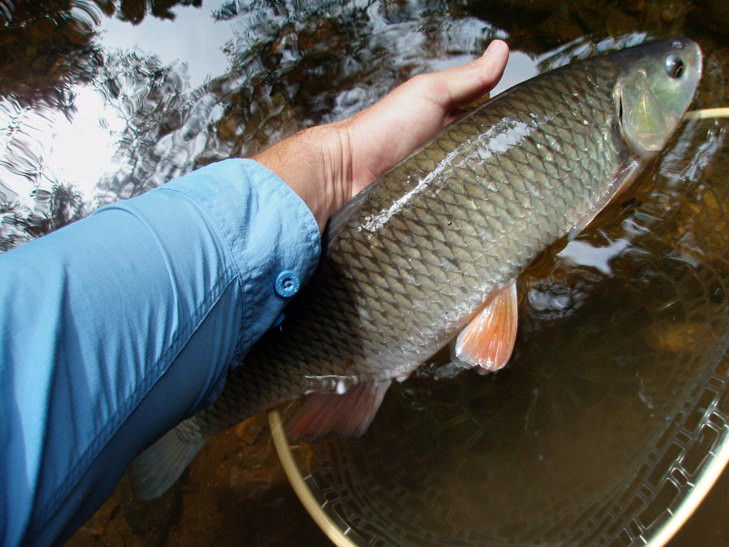 Time to change the place. Another big chubby "trout water terorrist" in my net.