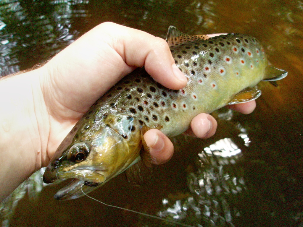 Pupa Sparkle Black is a very good pattern as well!