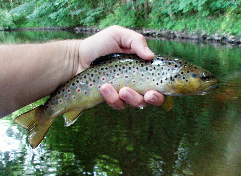 Spotted fighter in all its glory.