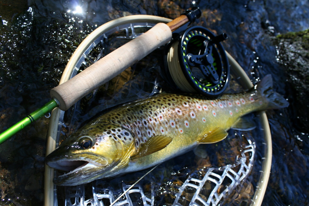 Spotted and very nice male caught on Goddard!