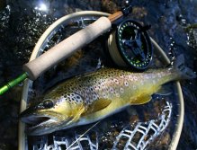 Spotted and very nice male caught on Goddard!